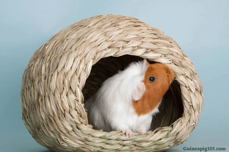 Guinea Pig Hideouts