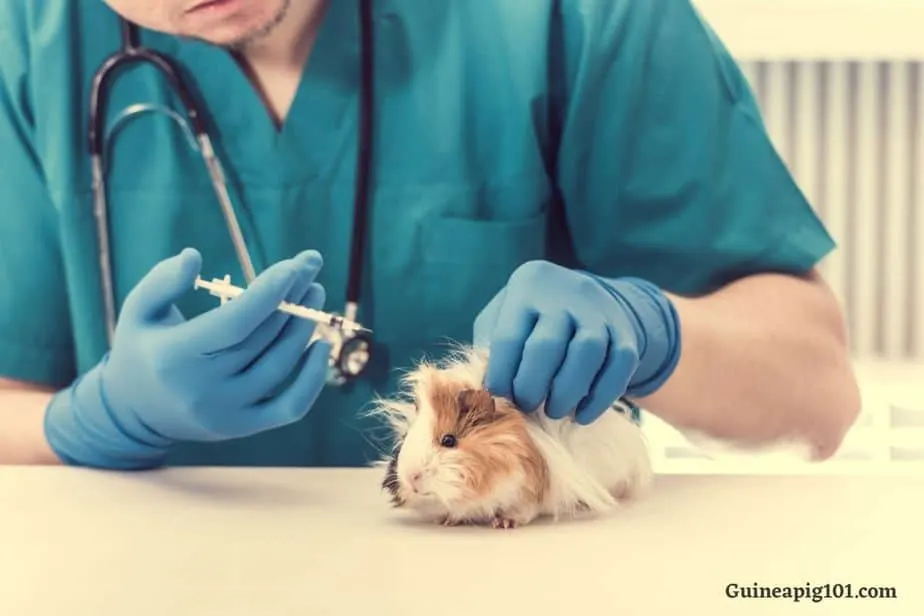 Hormonal imbalance in guinea pigs