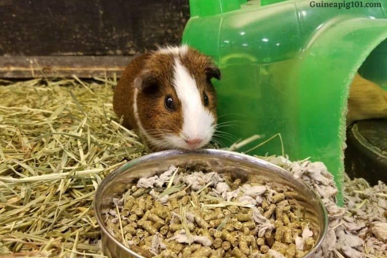 How To Treat Guinea Pig Constipation? (Causes & +What To Do)