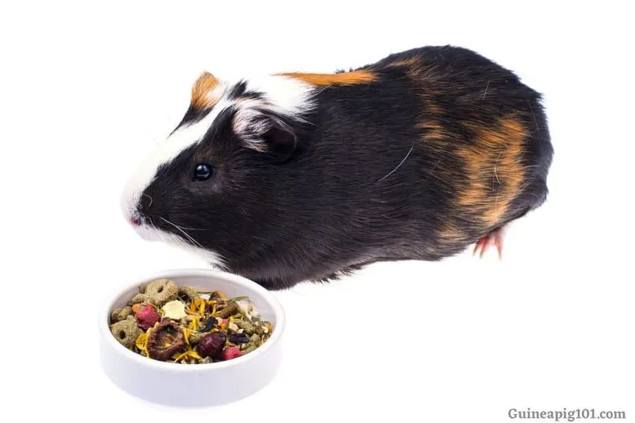 Best Treats For Guinea Pig