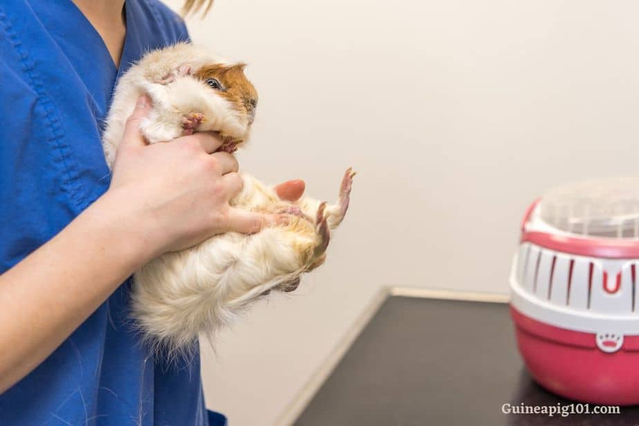 Urinary problems in guinea pigs