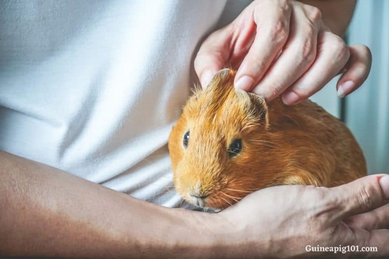 How Do You Clean A Guinea Pig's Ears?