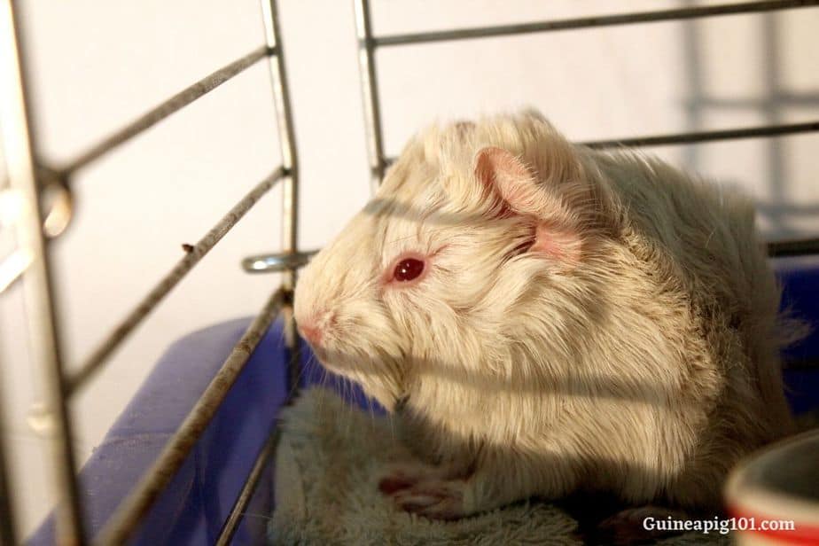 Guinea pig clearance attracting flies