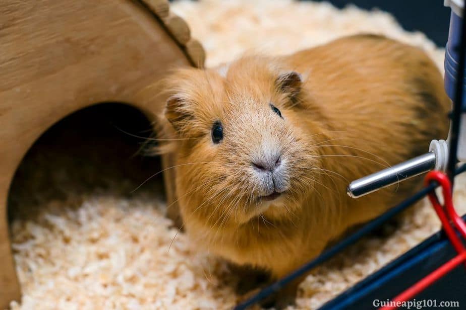 Guinea Pig Water Bottle