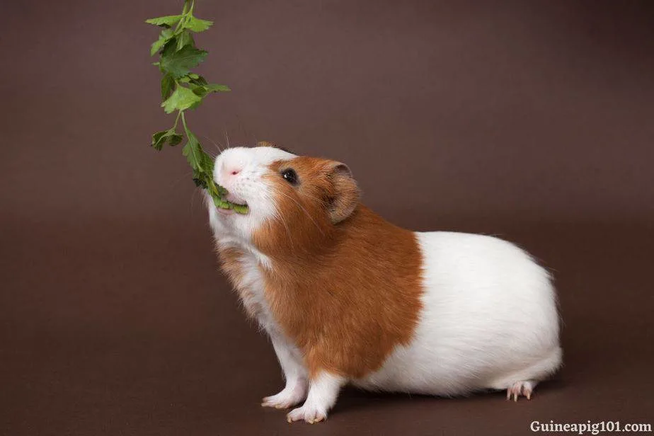 How much cilantro can guinea pigs eat?