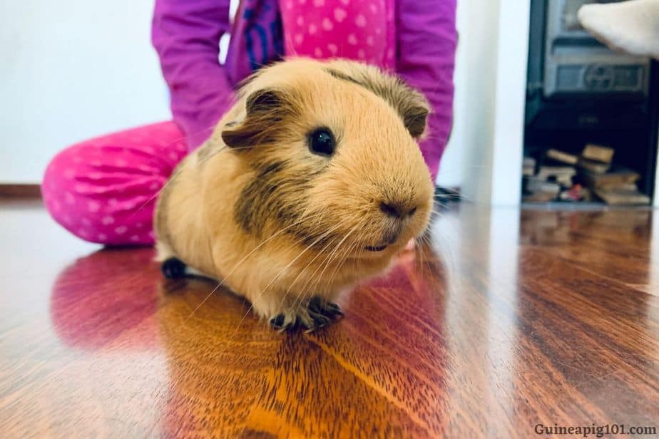 What Gives Guinea Pigs Diarrhea? (Loose Stool in Guinea Pigs)