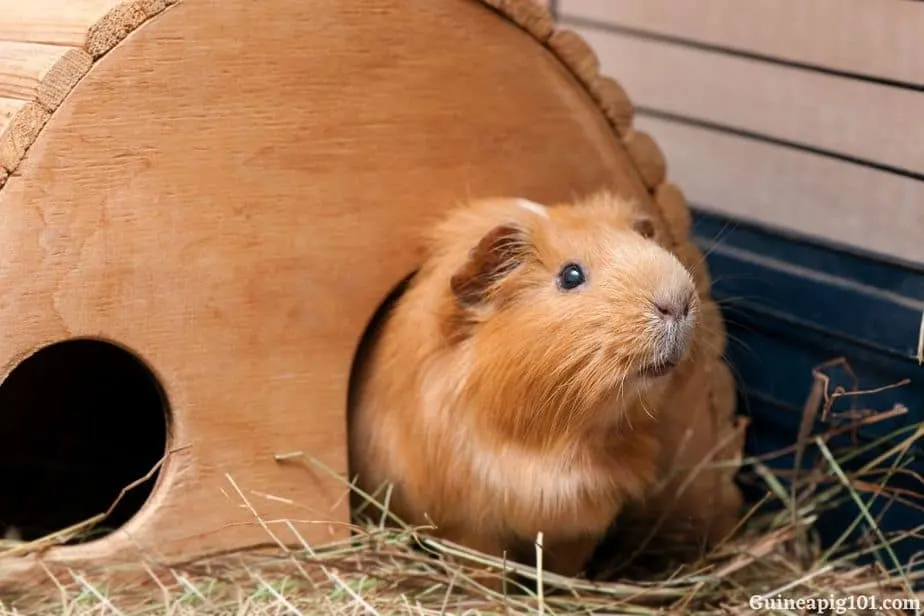 guinea pig running away and hiding