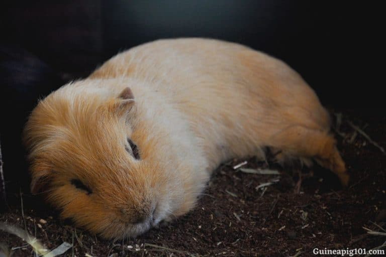 Signs Of Depression In Guinea Pigs?