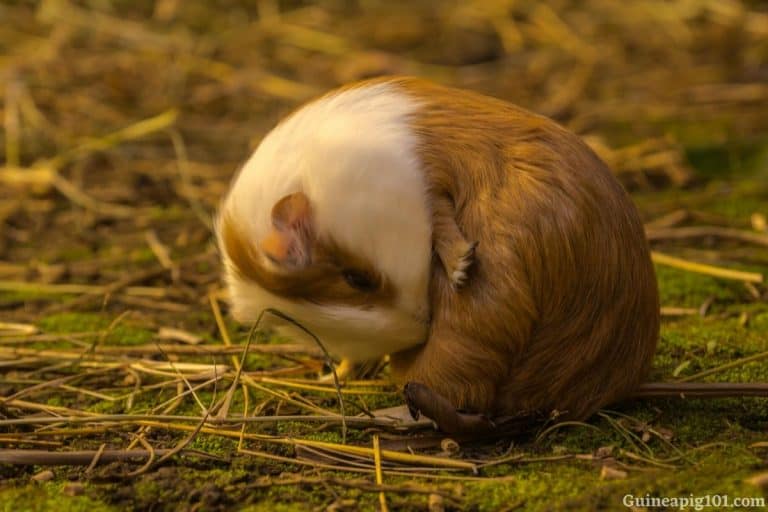 How To Clean A Guinea Pig’s Bottom?