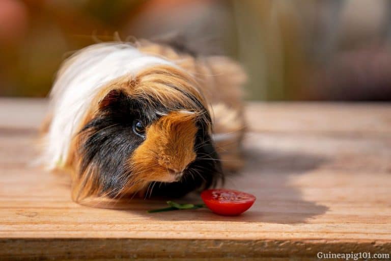 Signs Of Depression In Guinea Pigs?