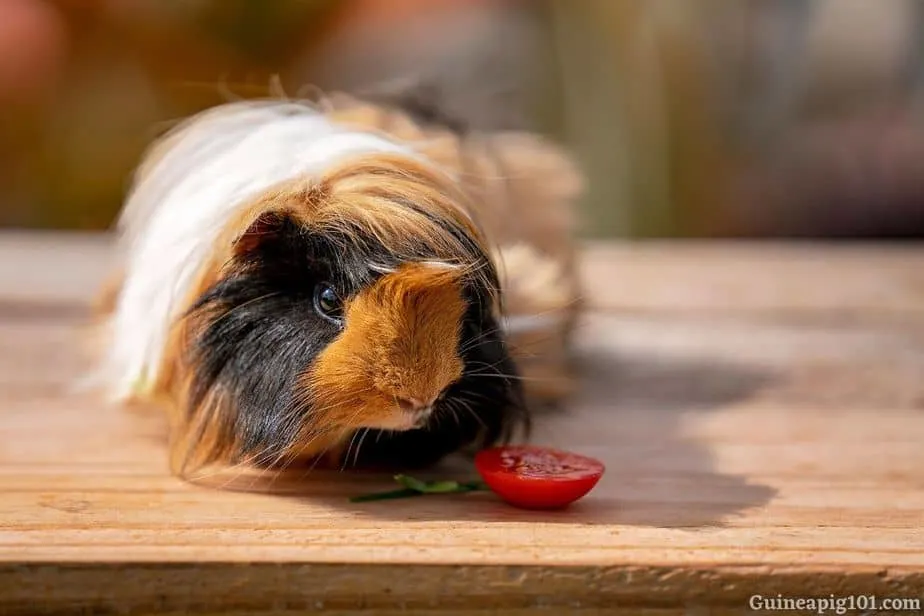 Guinea pig treat