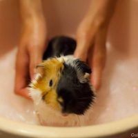 Bathing a smelly guinea pig