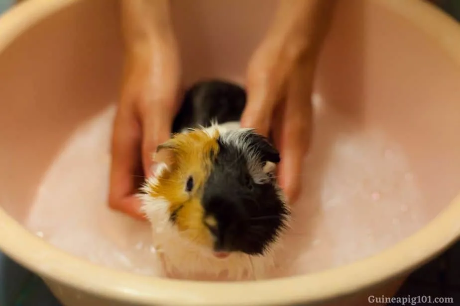 Bathing a smelly guinea pig