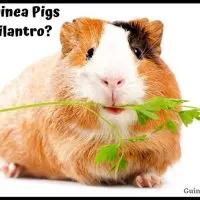 Guinea Pigs Eat Cilantro