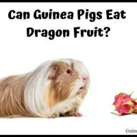 Can Guinea Pigs Eat Dragon Fruit?