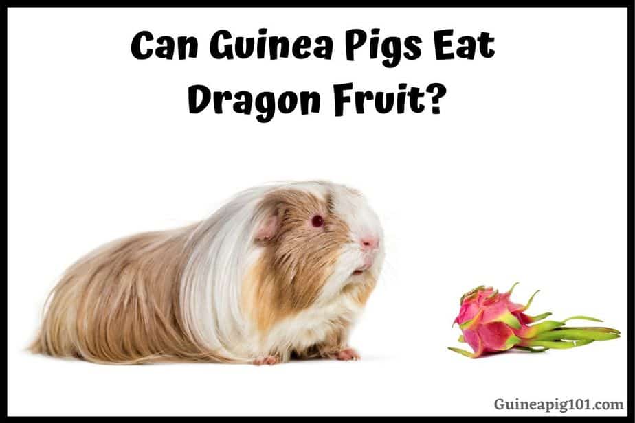 Can Guinea Pigs Eat Dragon Fruit? (Hazards, Serving Size & More)