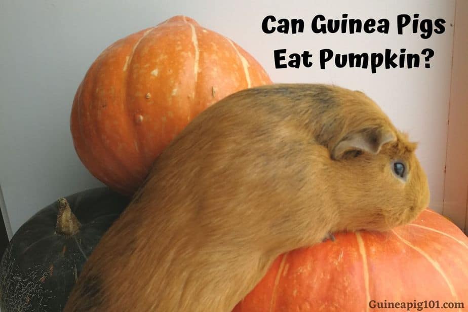 Can Guinea Pigs Eat Pumpkin? (Hazards, Serving size & More)