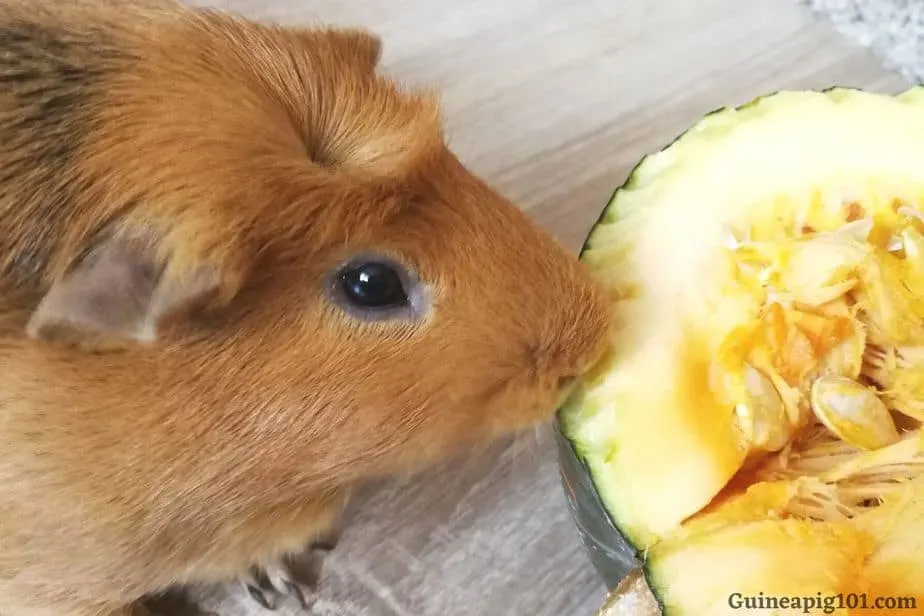 Are guinea pigs allergic to pumpkin?