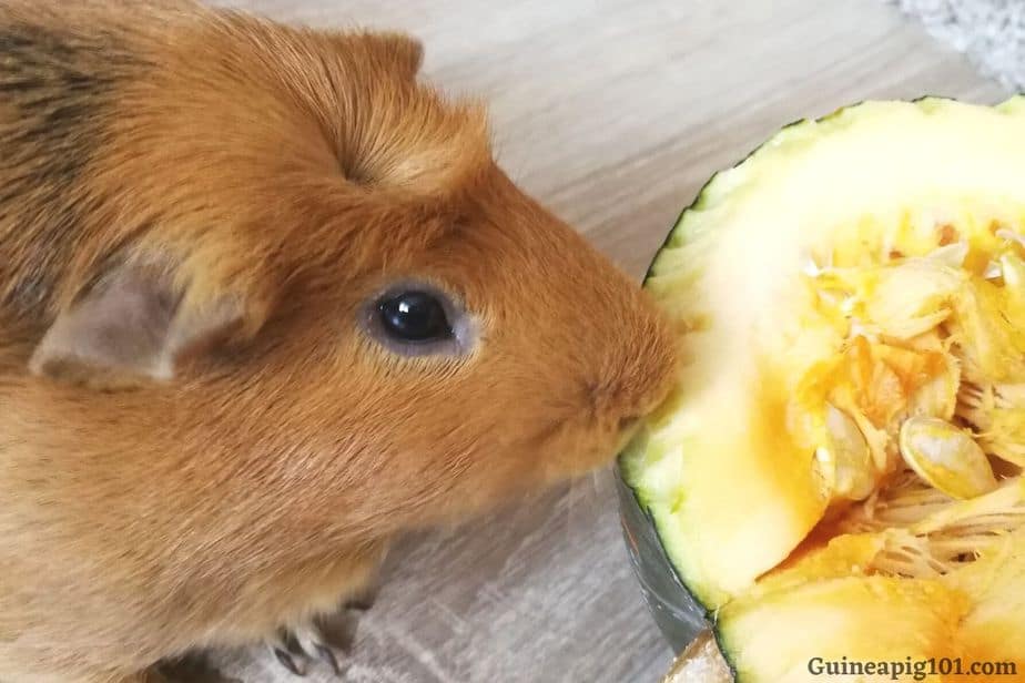 Can Guinea Pigs Eat Pumpkin Hazards Serving Size More 