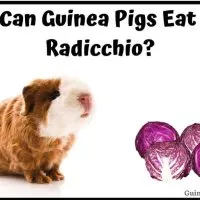 Can Guinea Pigs Eat Radicchio