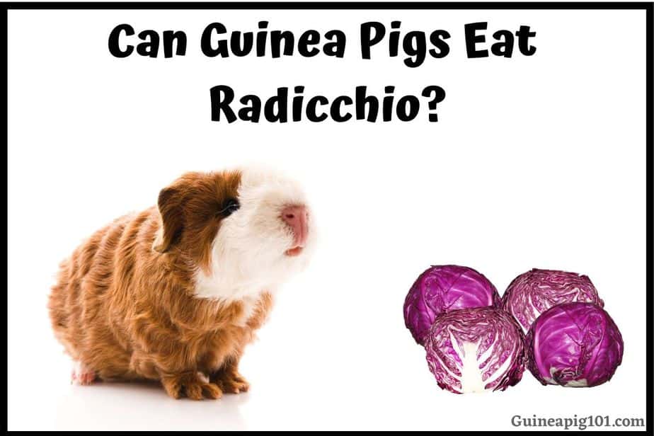 Can Guinea Pigs Eat Radicchio? (Hazards, Serving Size & More)