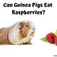 Can Guinea Pigs Eat Raspberries