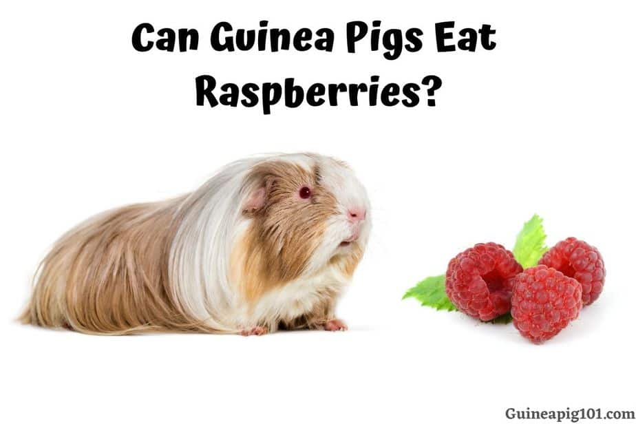 Can Guinea Pigs Eat Raspberries? (Hazards, Serving Size & More)