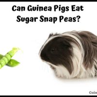 Can Guinea Pigs Eat Sugar Snap Peas