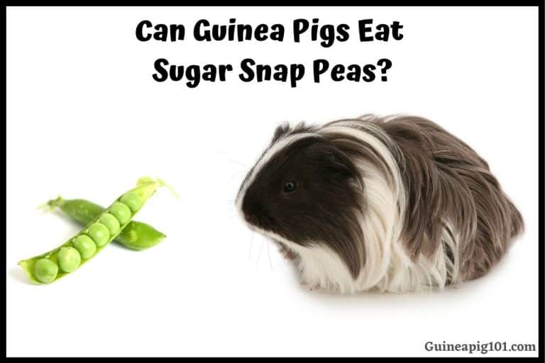 Can Guinea Pigs Eat Sugar Snap Peas? (Hazards, Serving Size & More)