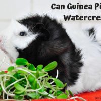 Guinea Pigs Eat Watercress