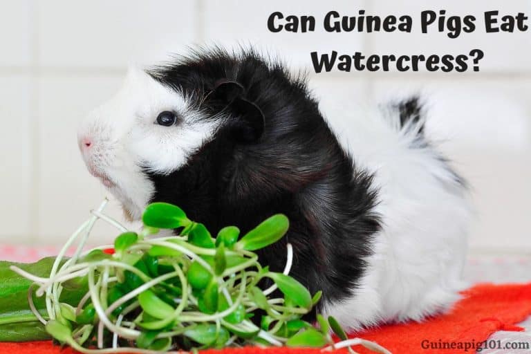 Can Guinea Pigs Eat Watercress? (Hazards, Serving Size & More)