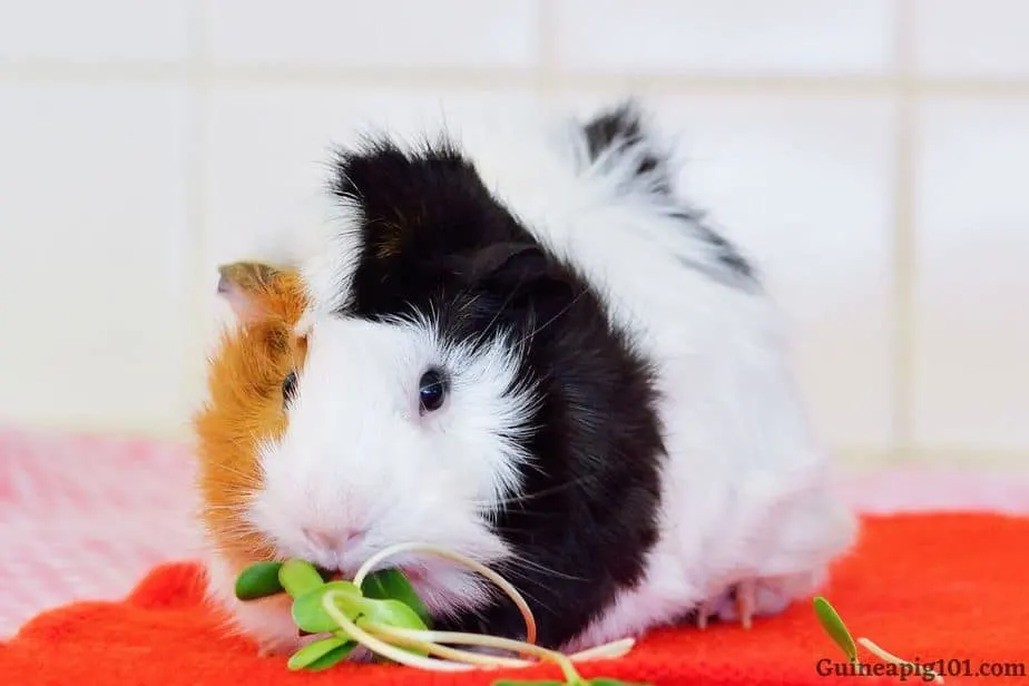 How much watercress can I give to my guinea pigs?