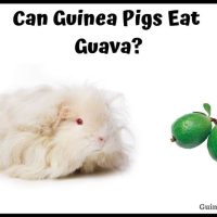 Can Guinea Pigs Eat Guava