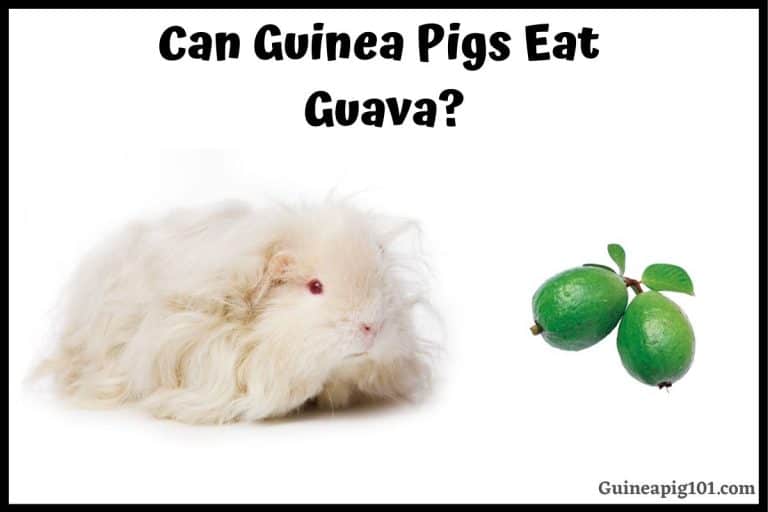 A closer look at Guinea Pig Guava Diet