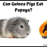Can Guinea Pigs Eat Papaya
