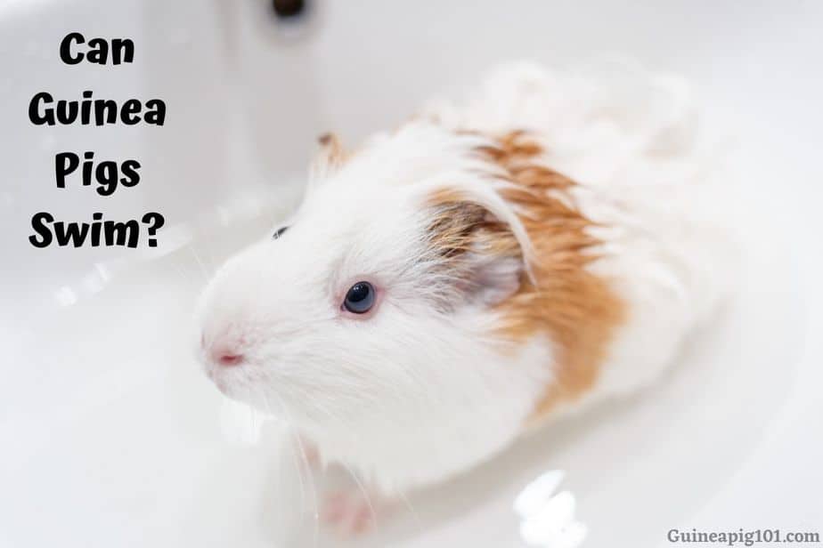 Can Guinea Pigs Swim? Is Swimming Safe for Your Guinea Pigs?