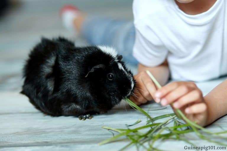 16 Proven Ways To Keep A Guinea Pig Happy
