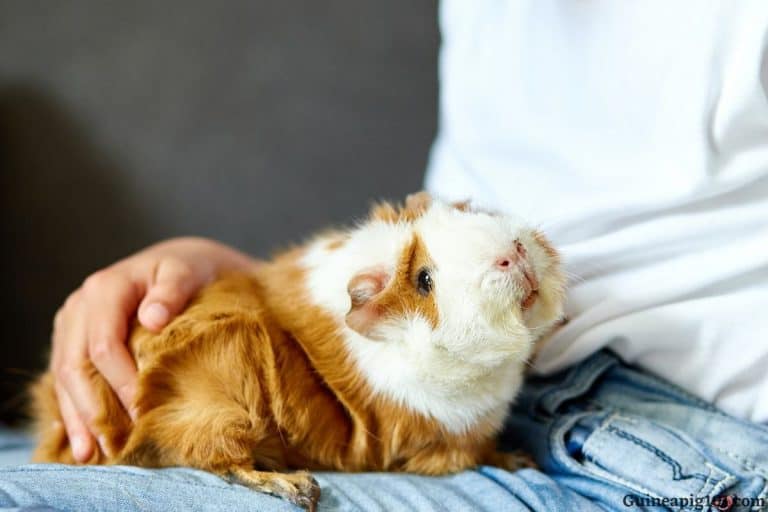 How To Clean A Guinea Pig’s Bottom?