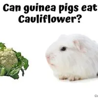 Can guinea pigs eat Cauliflower