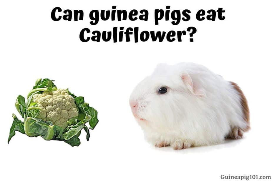 Can Guinea Pigs Eat Cauliflower? (Serving Size, Risks & More)