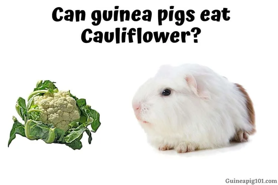 Do guinea 2025 pigs eat cauliflower