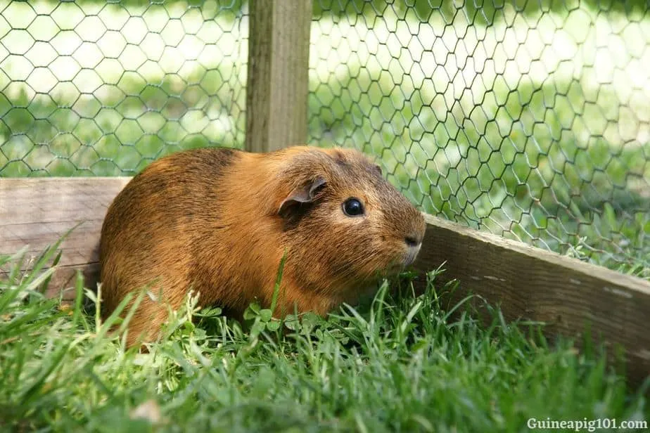 How to keep guinea pigs safe from snakes?