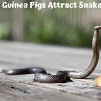 Do Guinea Pigs Attract Snakes?