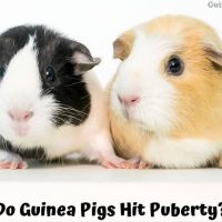 Do Guinea Pigs Hit Puberty