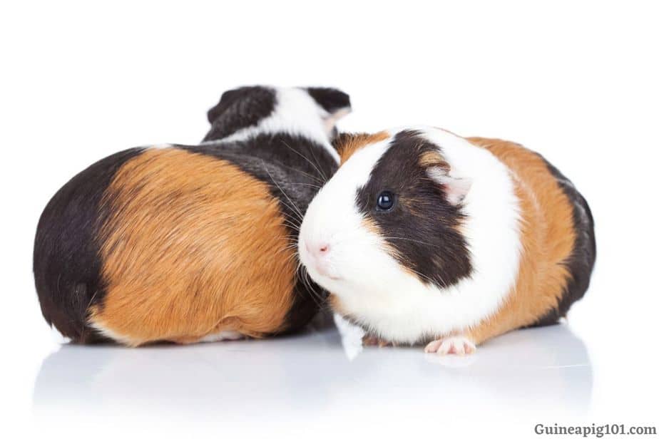 Grooming guinea pig