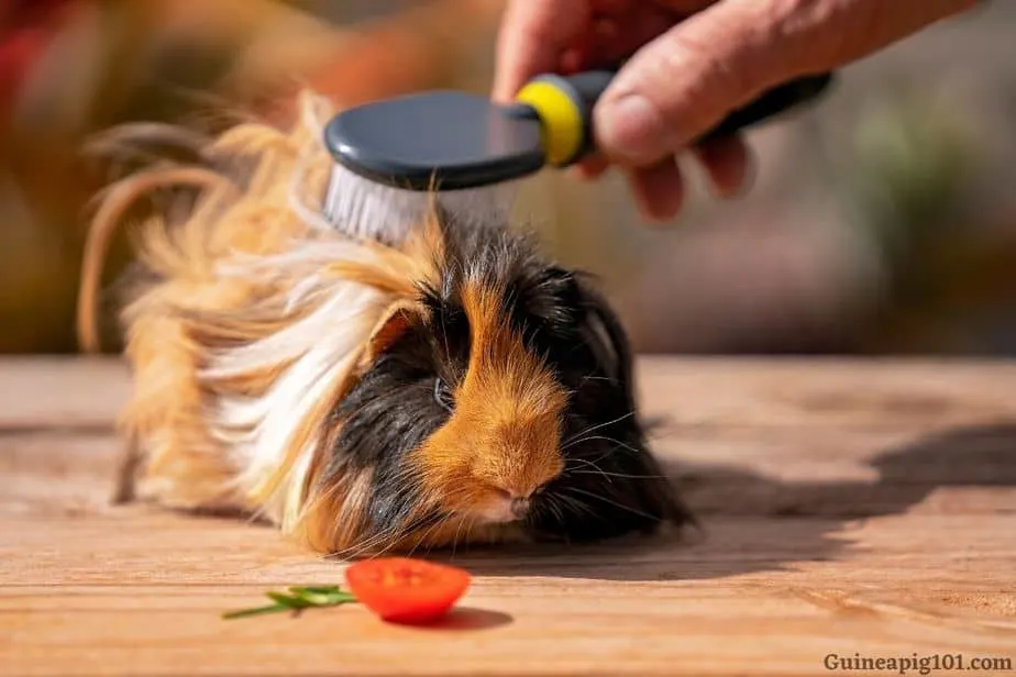 do we need to groom our guinea pigs