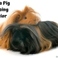 Guinea Pig Grooming Each Other