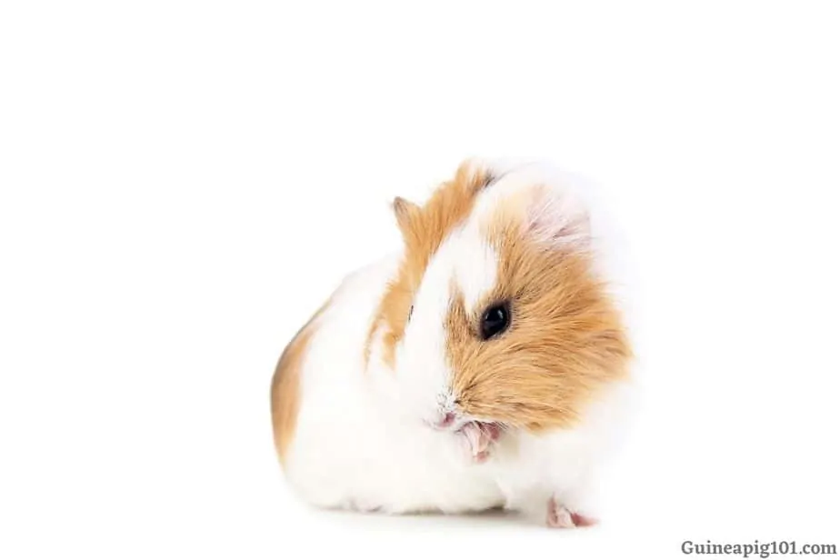 Guinea pig pulling its fur out