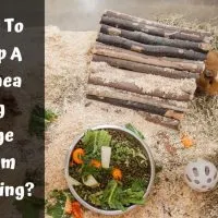 How To Keep A Guinea Pig Cage From Smelling?