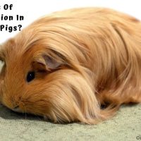 Signs Of Depression In Guinea Pigs